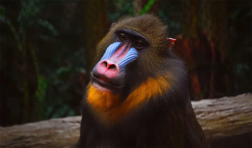 Mandrill Java Mandrill facts, distribution & population | BioDB