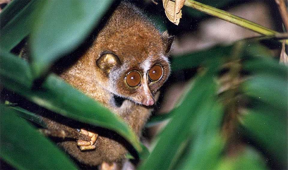 Miniature Loris Loris – Slender lorises: facts, distribution & population | BioDB