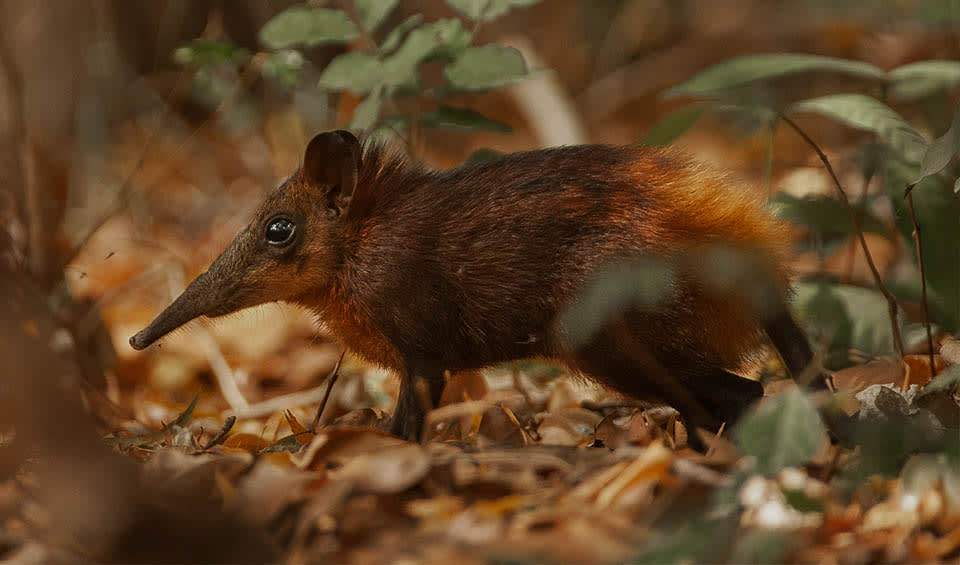 Golden-rumped elephant shrew facts, distribution & population | BioDB