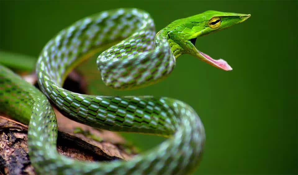 Long-nosed whip snake facts, distribution & population | BioDB