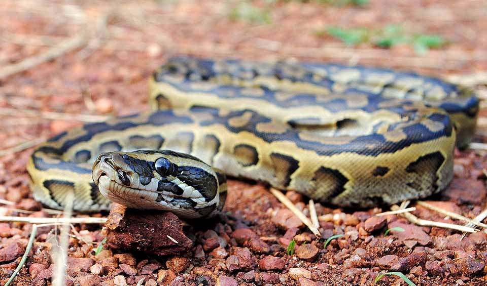 Central African rock python facts, distribution & population | BioDB