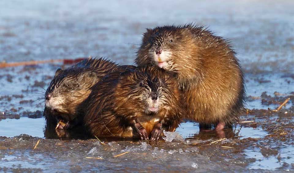 Muskrat facts, distribution & population | BioDB