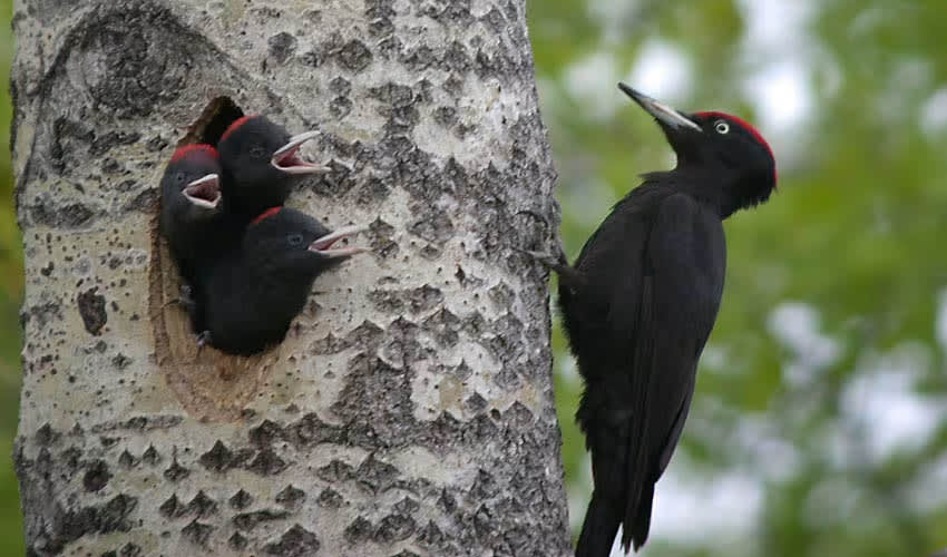Picidae – Woodpeckers & piculets: facts, distribution & population | BioDB