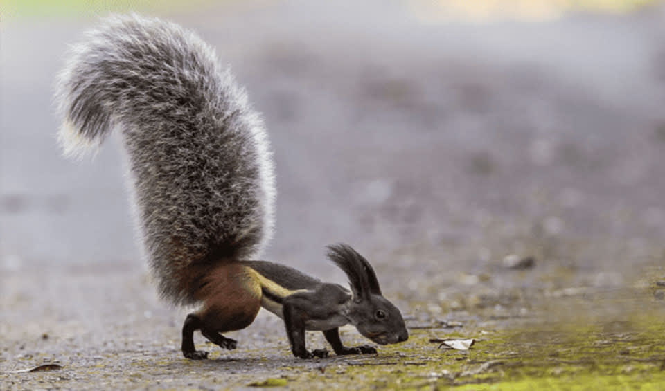Tufted ground squirrel facts, distribution & population | BioDB