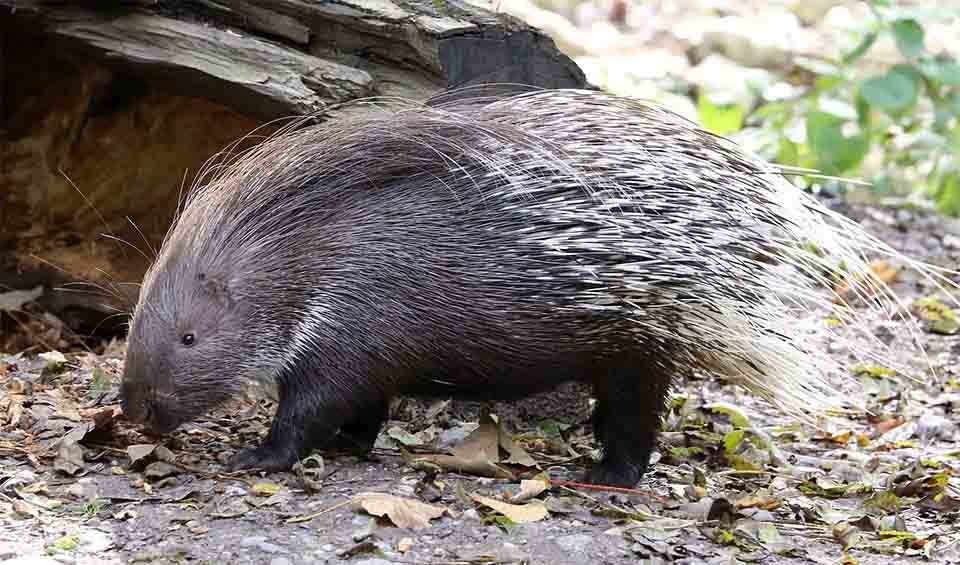Indian crested porcupine facts, distribution & population | BioDB