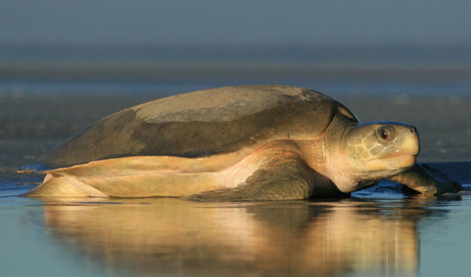 Natator - Flatback Turtle: facts, distribution & population | BioDB