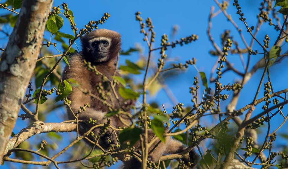 Western hoolock gibbon facts, distribution & population | BioDB
