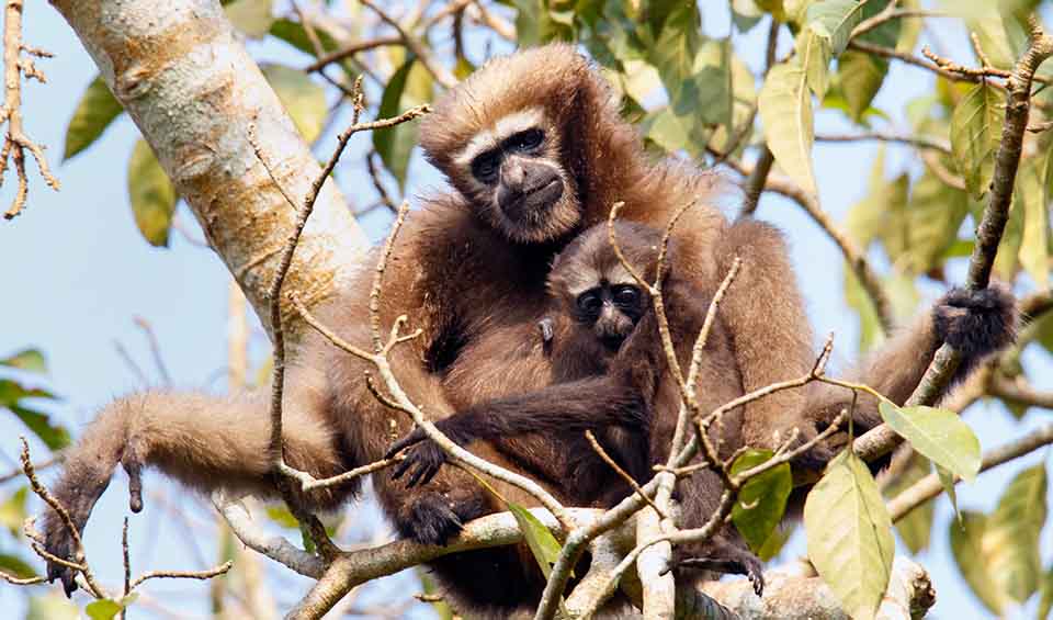 Hoolock Hoolock – Hoo' gibbons: facts, distribution & population | BioDB
