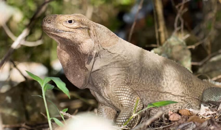 Cyclura – Rock iguanas/Cycluras: facts, distribution & population | BioDB