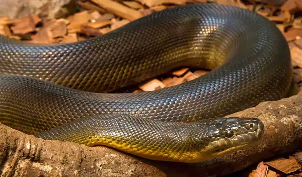 Apodora - Papuan olive/Irian python: facts, distribution & population ...