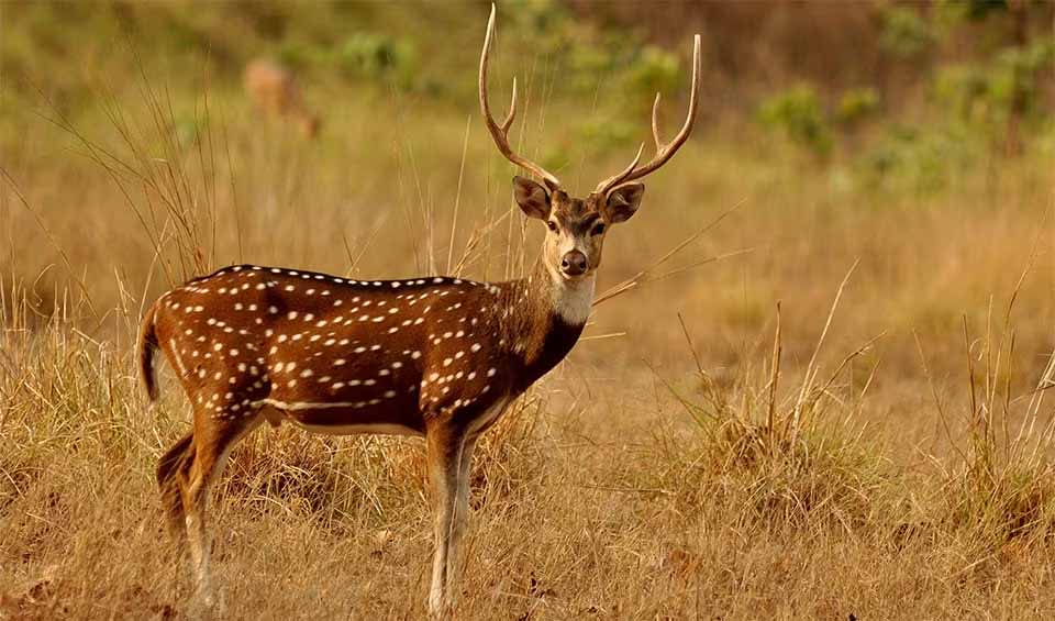 Chital facts, distribution & population | BioDB