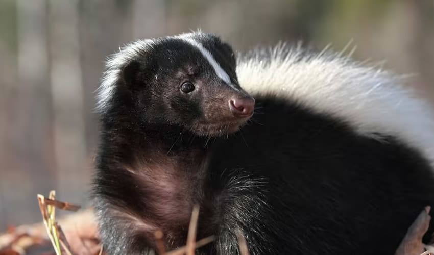 Mephitidae - Skunks: facts, distribution & population | BioDB