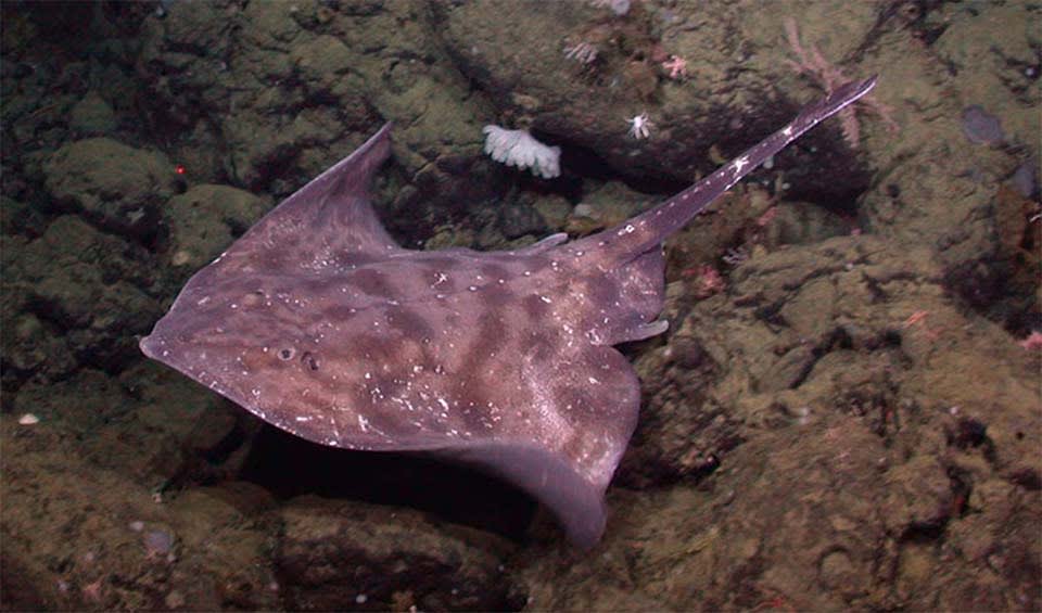 Rajiformes - Skates & rays: facts, distribution & population | BioDB