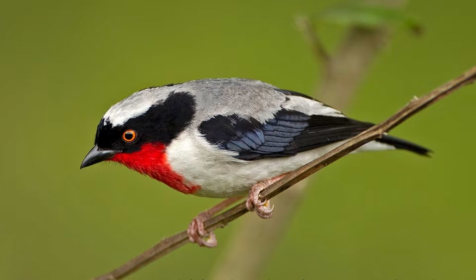 What Bird is a Carnivore Herbivore Or Omnivore in Savanna: Ultimate Guide