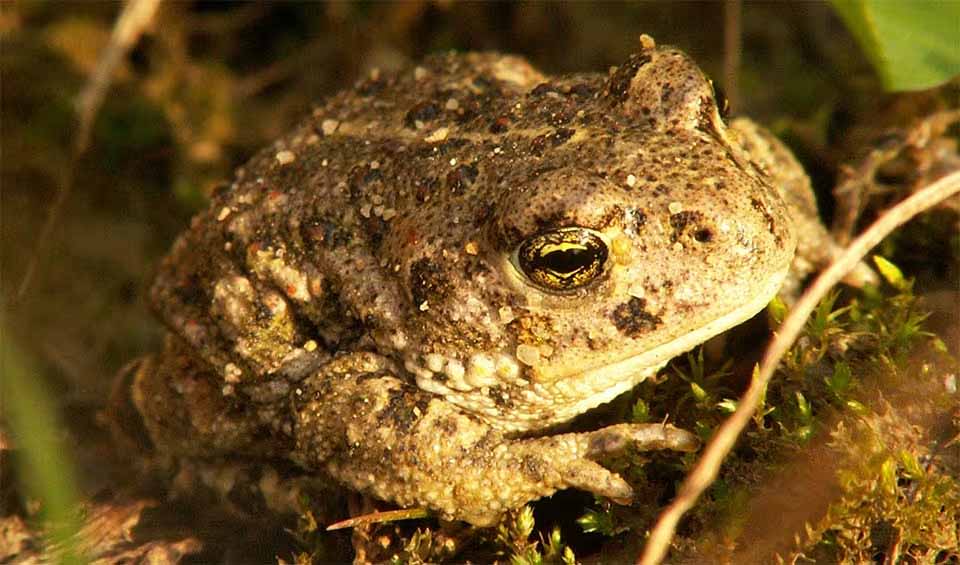 Natterjack toad facts, distribution & population | BioDB