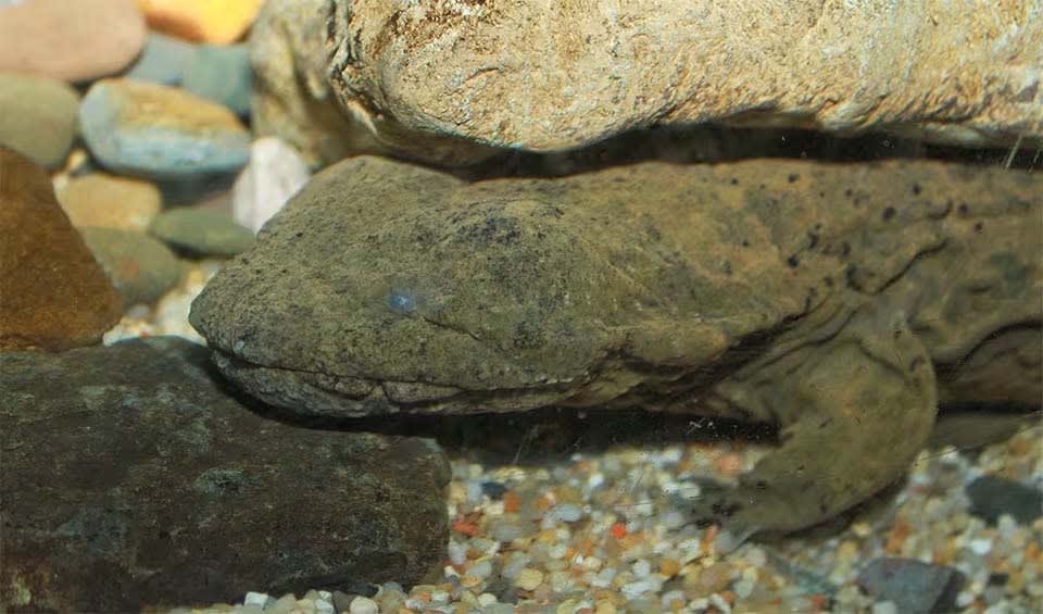 Cave Hellbender Hellbender facts, distribution & population | BioDB