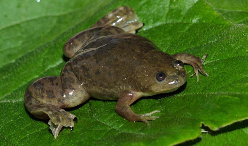 Frog Faring African clawed frog facts, distribution & population | BioDB