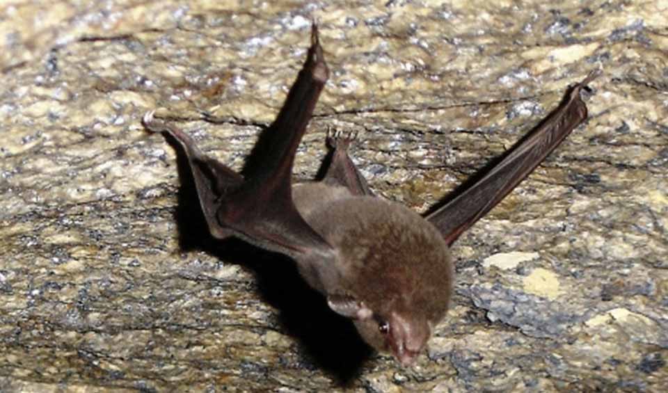 Seychelles sheath-tailed bat facts, distribution & population | BioDB