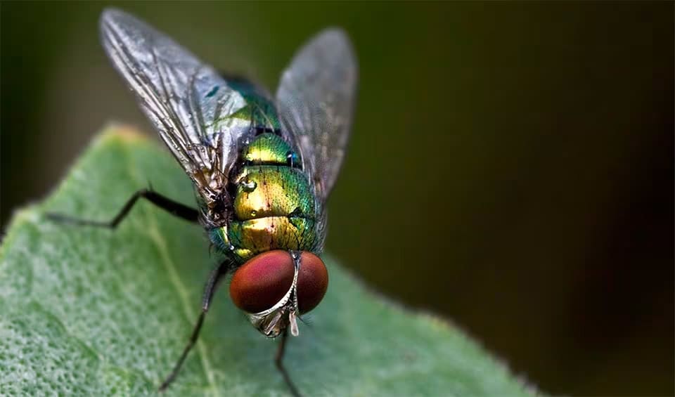 Diptera - Flies & mosquitoes: facts, distribution & population | BioDB