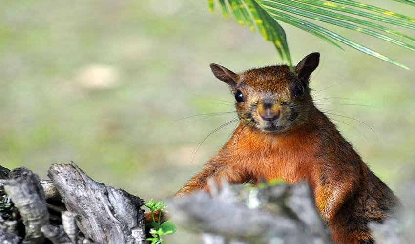 Sciurus – Tree squirrels: facts, distribution & population | BioDB