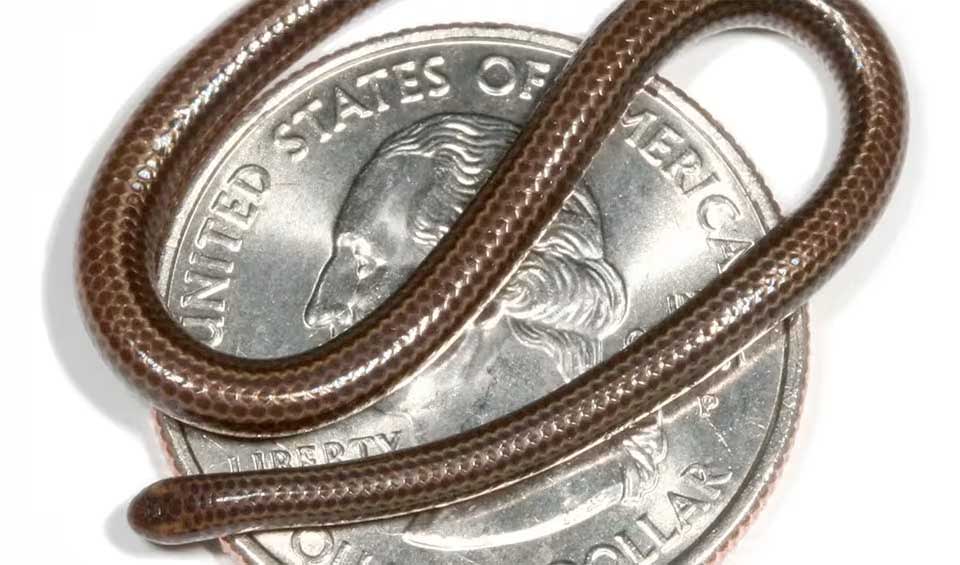 Barbados threadsnake facts, distribution & population | BioDB