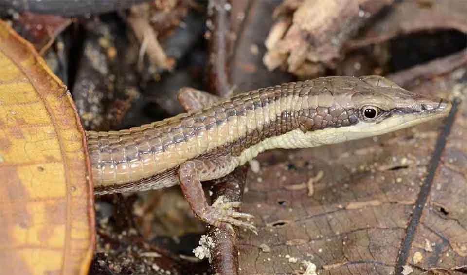 Gymnophthalmidae - Spectacled lizards: facts, distribution & population ...