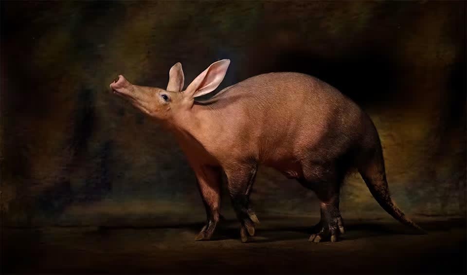 Tubulidentata – Aardvark: facts, distribution & population | BioDB