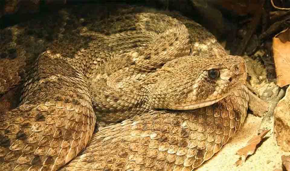 Datwing Rattlesnake Western diamondback rattlesnake facts, distribution & population | BioDB