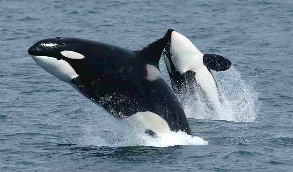 Delphinidae - Oceanic dolphins: facts, distribution & population | BioDB