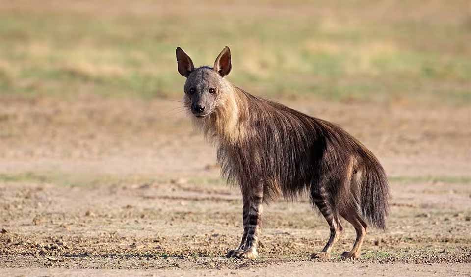 Brown Hyena