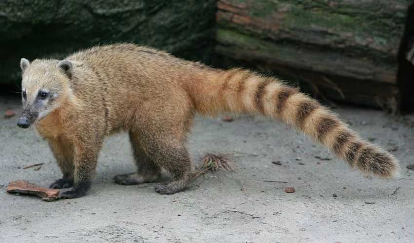 Nasua - Coatis: facts, distribution & population | BioDB
