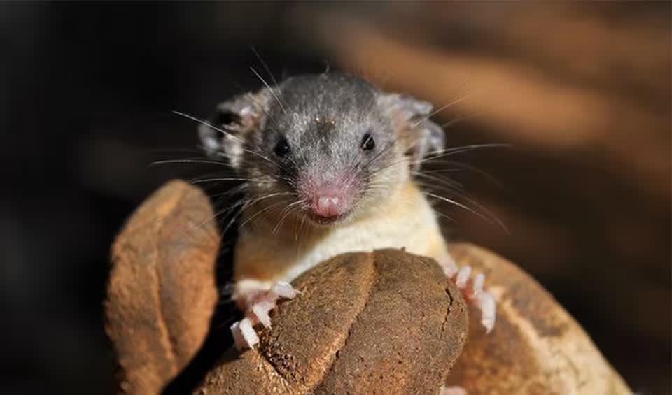 Geogale - Large-eared tenrec: facts, distribution & population | BioDB