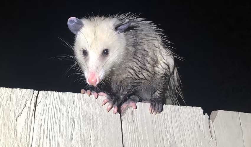 Didelphis - Large American opossums: facts, distribution & population ...