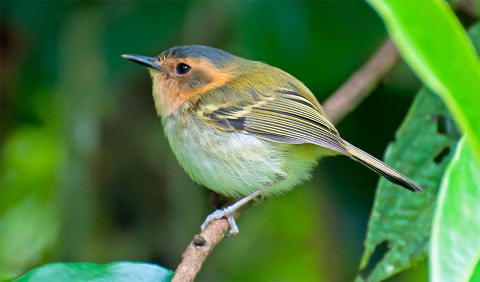 Poecilotriccus - Tody-flycatchers: facts, distribution & population | BioDB