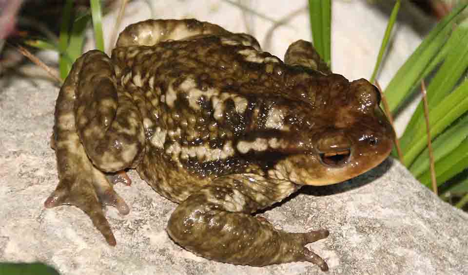 Spiny toad facts, distribution & population | BioDB
