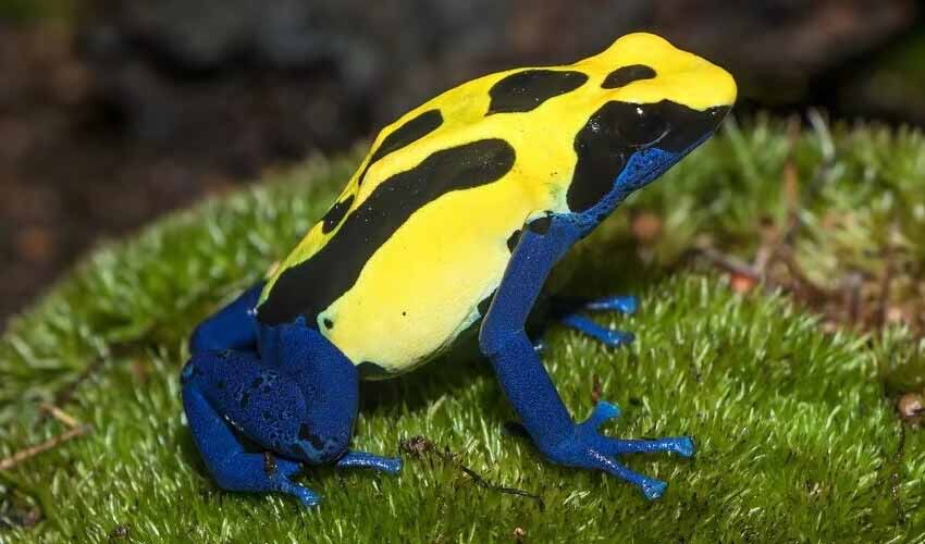 Dendrobates: facts, distribution & population | BioDB