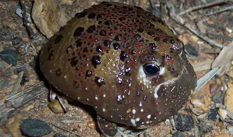 Notaden - Australian spadefoot toads: facts, distribution & population ...