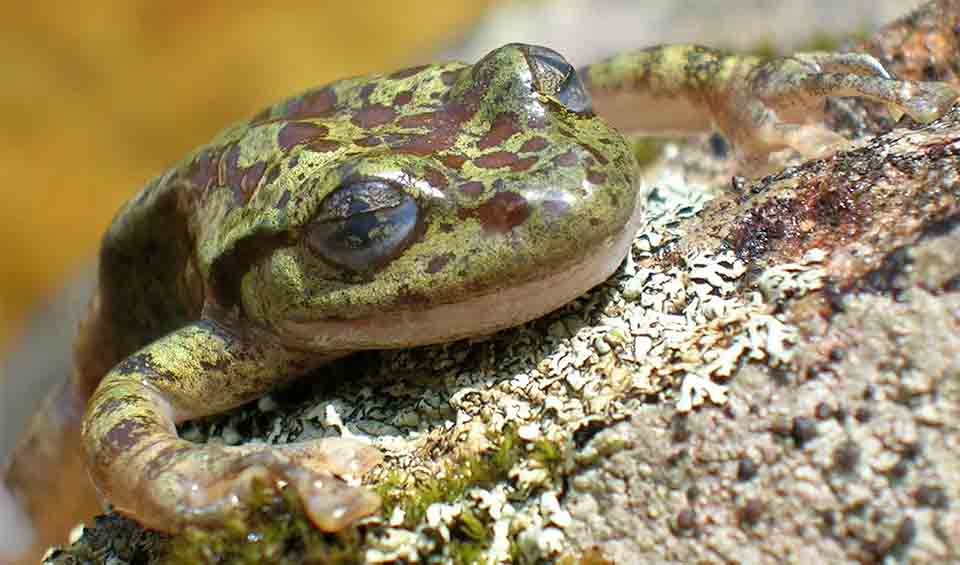 Heleophryne - Ghost frogs: facts, distribution & population | BioDB