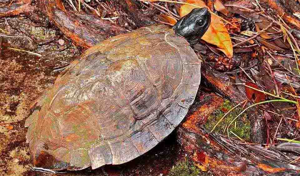 Adult Spiny Turtle Spiny turtle facts, distribution & population | BioDB
