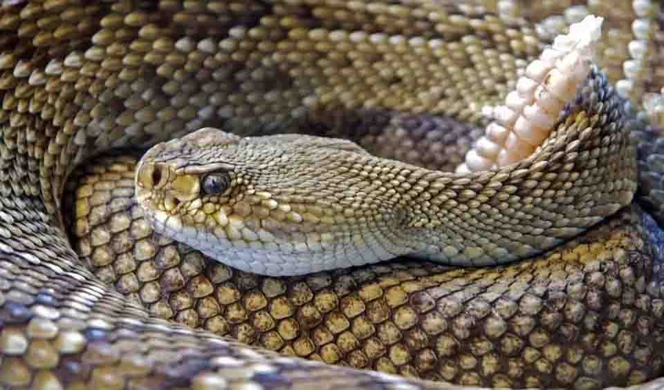 Crotalus – Rattlesnakes: facts, distribution & population | BioDB