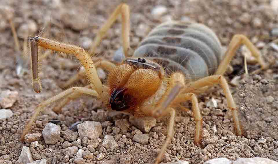 Solifugo Solifugae - Camel spiders & allies: facts, distribution & population ...