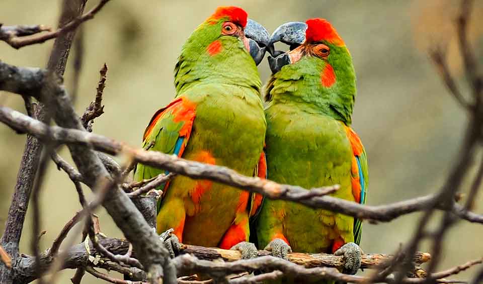 Fronted Red-fronted macaw facts, distribution & population | BioDB