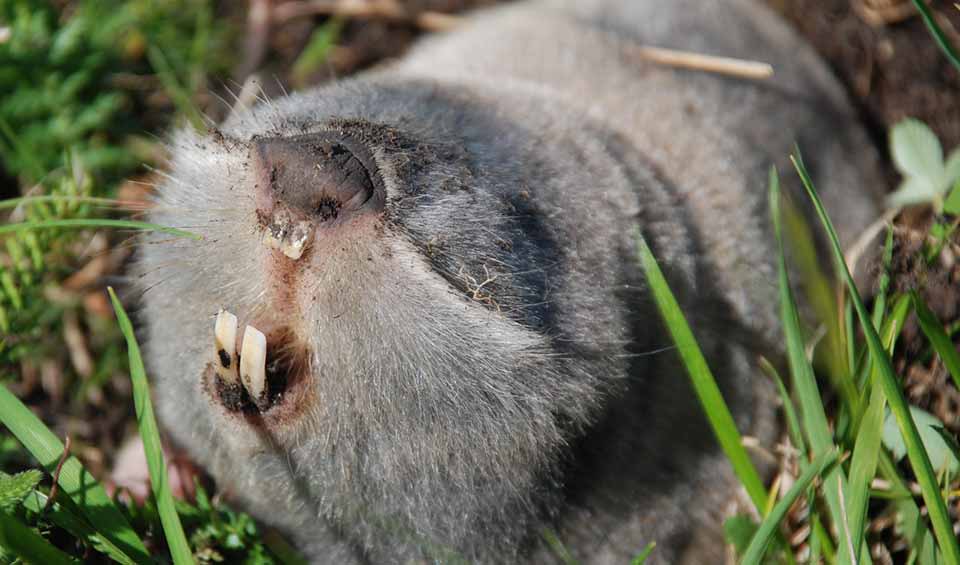 Greater blind mole-rat facts, distribution & population | BioDB