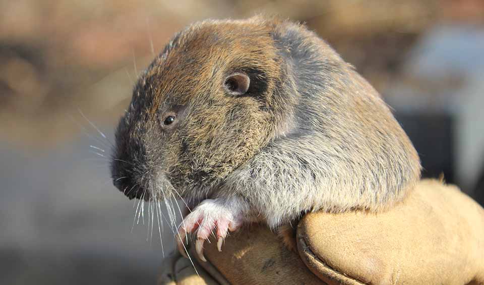 Mazama pocket gopher facts, distribution & population | BioDB