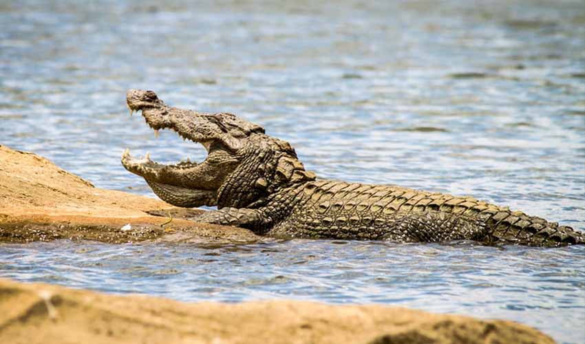 Muggor Mugger crocodile facts, distribution & population | BioDB