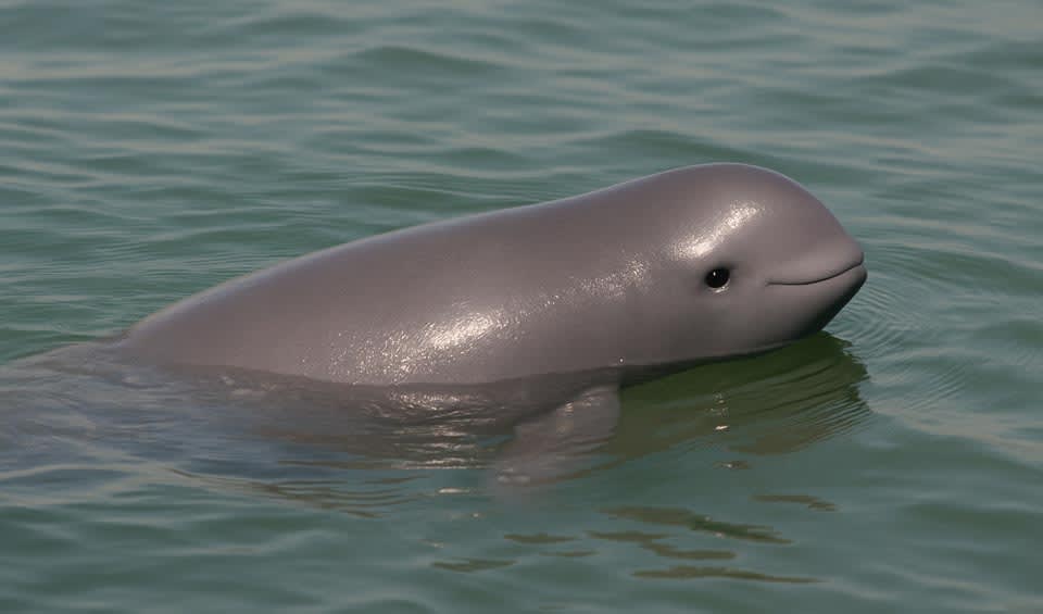 Neophocaena Sunameri Indo-Pacific finless porpoise facts, distribution & population | BioDB