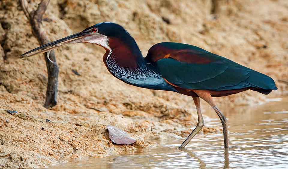 Agami heron facts, distribution & population | BioDB