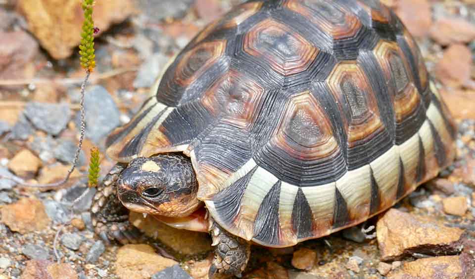 Angulate tortoise facts, distribution & population | BioDB