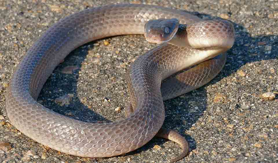 Red-lipped snake facts, distribution & population | BioDB