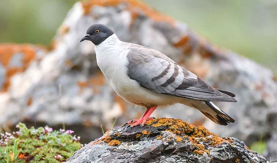Columba: facts, distribution & population | BioDB